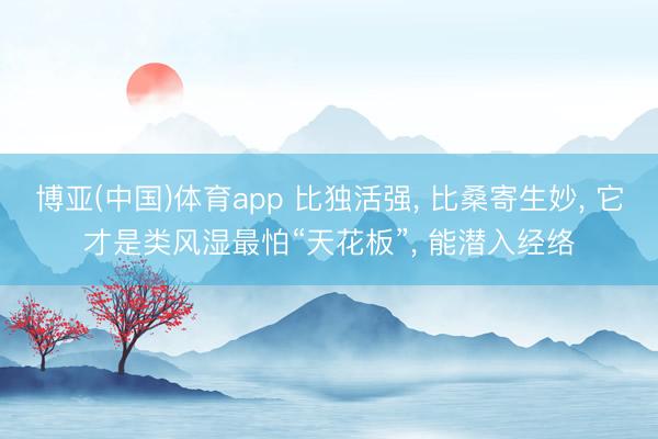 博亚(中国)体育app 比独活强， 比桑寄生妙， 它才是类风湿最怕“天花板”， 能潜入经络
